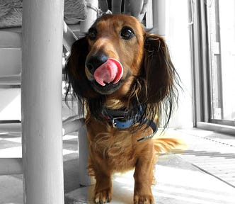 Long-haired Dachshund, aausage dog, wears blue collar and licks its lips