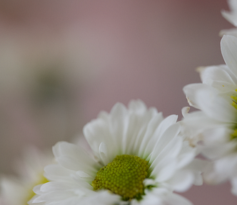 April white daises, spring, pink blur background | © pockett dessert, sweet spring