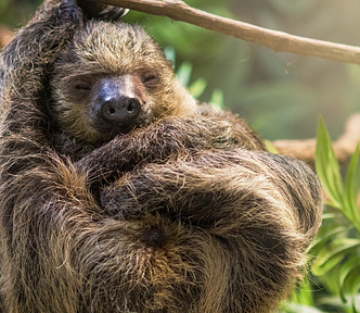 Sleeping sloth hanging from a tree — Use “Sloth” Words in Your Titles for 57% Higher CTR