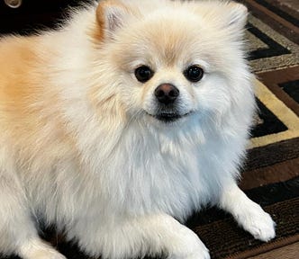 A cream color Pomerarian dog