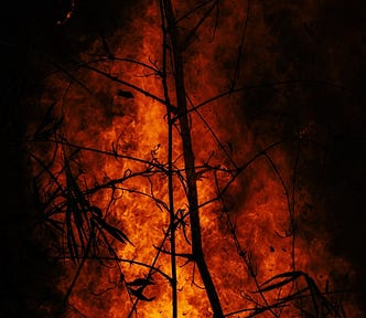 Fire consumes a tree in the night