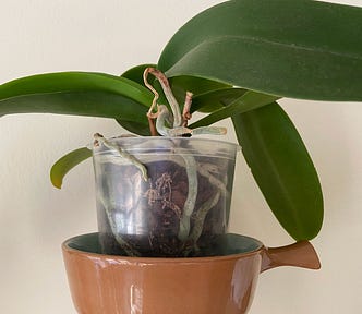 An orchid in a pot.