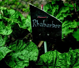 Color photo of a lush, growing rhubarb crop. A black place marker reads; Rhabarber.