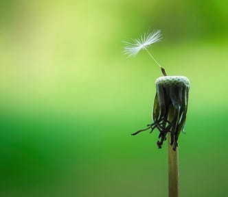 A close-up of a single dandelion seed attached to the remaining stem of a dandelion, with a blurred green background.