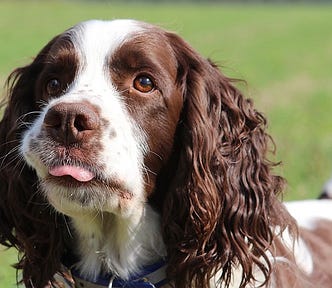 Dog, pet, four legged friend, Springer Spaniel, brown and white, tongue out