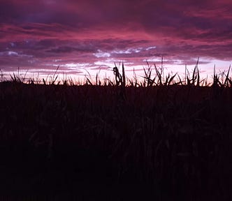 A shadowed corn field beneath an ominous purple and pink sky.