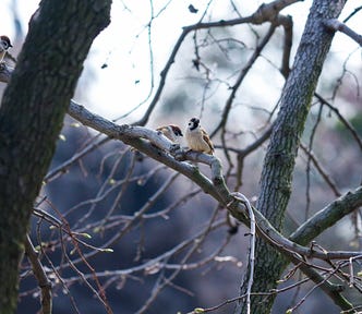 Two small birds sitting atop branches of a tree in winter.