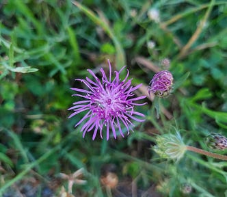 purple thistle-like flower