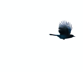black bird or crow with wings upturned flying at the top right corner of an all white background