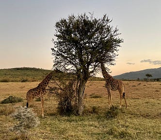 Two giraffes feeding from the same tree in Kenya at sunset.
