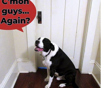 Black and white dog outside bedroom door, pleading, c’mon guys… again?