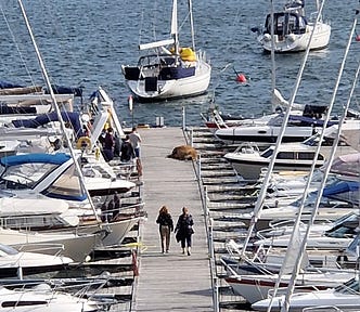 Walrus Freya sunbathing on the landing stage in Oslo