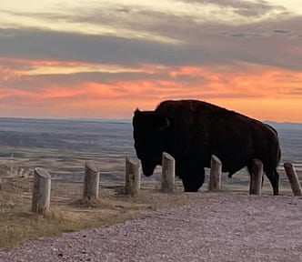 Buffalo at sunset, Badlands, South Dakota
