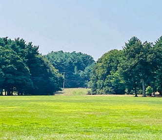 Massive trees lining either side of a green park