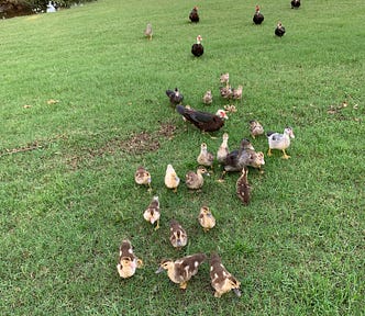 Wildlife near a lake