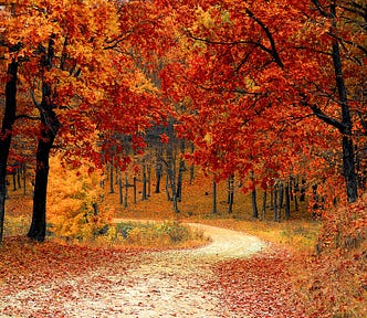 A dirt track through the autumn landscape.