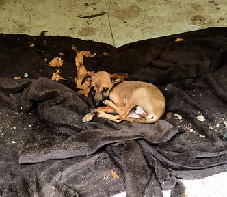 Puppy on a blanket