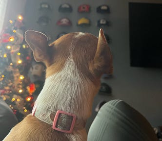 Photo of back of dog and Christmas tree