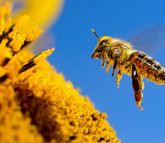 Picture of a bee covered in pollen flying toward a flower