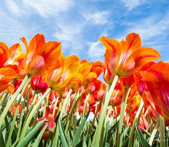 A patch of vibrant tulips reach for the sky.