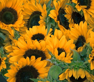 Sunflowers