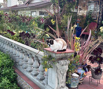 A Cat is Holy photo. Copyrighted by Mark Tulin.