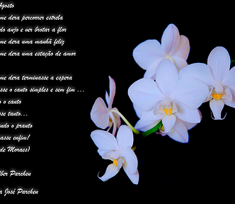 Foto de flores brancas contra fundo preto e um poema escrito em branco. Abre aspas flor de agosto. Ai quem me dera percorrer estrelas   Ter nascido anjo e ver brotar a flor   Ai quem me dera uma manhã feliz   Ai quem me dera uma estação de amor Ai quem me dera, terminasse a espera 
 E retornasse o canto simples e sem fim… 
 E ouvindo o canto se chorasse tanto 
 Que do mundo o pranto se estancasse enfim Vinicius de Moraes Para Helber Parchen de Maria José Parchen fecha aspas