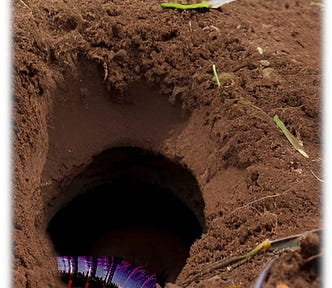 Giant worm in exposed worm tunnel.