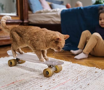 cat riding a skateboard.