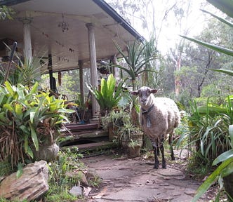 A photo taken on a tour of Pigface Point, a “simpler way” demonstration project in Australia that shows how people could live in more sustainable communities without relying on fossil fuels. The phote depicts a sheep standing next to the open porch of a house, surrounded by dense plants and trees.