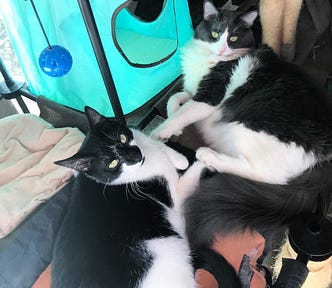 Two black and white cats sitting on platforms.