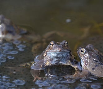 Two frogs in a pond.