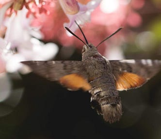 Photo of a humming bird hawk moth