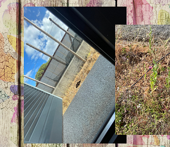 The window and the purple flower