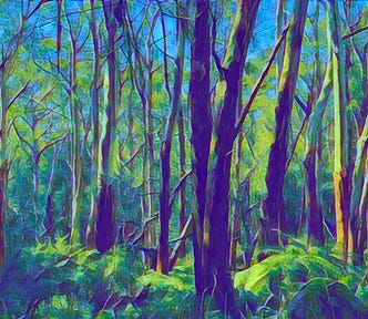 A view through thick forest with a ferny understorey below dark trunks, glimpes of blue sky above.