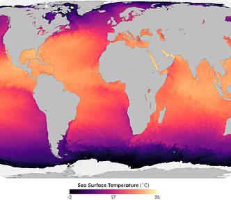 Global map of sea surface temperature for July 30, 2024, in the equal Earth projection. The coldest temperatures (-2˚ C) are colored black and hug the Antarctic coastline. The warmest water (36˚ C) is in the Persian Gulf, represented with pale yellow.