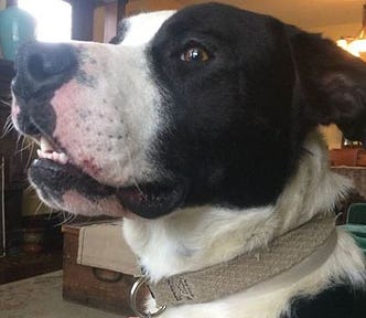 black and white pit mix dog, smiling