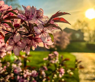 Blossoms on a crab apple tree, lit by the morning sun