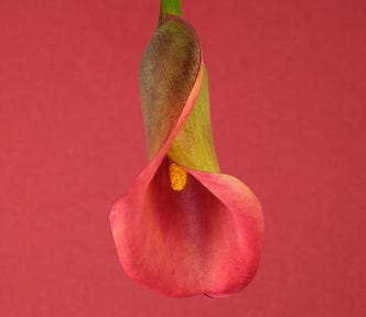 A red calla lily, which, according to LA Weekly, bears “such a striking resemblance to the human vagina that it is rumored to have been offered the principal role in Basic Instinct 3.”