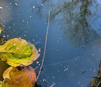 Quince leaves under thin ice.