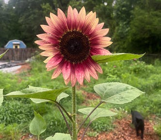 Large sunflower growing in the wild wildflower garden, black cat in the background