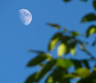 Deep blue sky with the half-moon in the top right corner and bright green tree branch filled with leaves in the bottom right corner.
