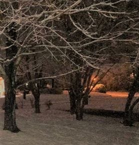 A picture of trees in the snow at night