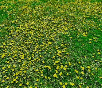 field of dandelions in bloom