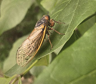 A 17-year cicada sits on a leaf.