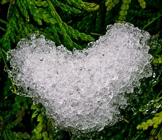 snow heart on cedar evergreens | © pockett dessert, heart