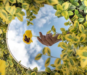 A mirror nestled in a leafy bush, showing the reflection of a hand holding a flower against a slightly cloudy sky.