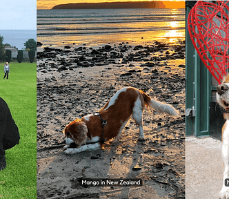 Mango ( a Cavalier King Charles Spaniel dog) pictured at 3 different places. 1. park in Ireland. 2. beach in New Zealand. 3. downtown Toronto in Canada