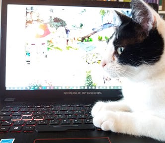 The profile of a cat sitting on an open laptop, looking straight ahead, seeming concentrated.