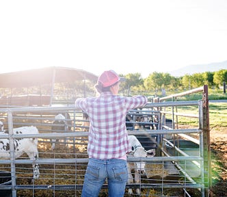 Woman farmer stands at gate looking at an enclosure of calves.